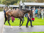 WG031025-47 - Jaramillo